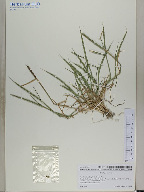 Tausch's goatgrass: Aegilops tauschii — Herbarium specimen from Tadschikistan, Berg-Badakhshan; Pamir Distrikt Rushon; etwa 14 km W Ruchon (Vomar) in der Schlucht des Panj; 1985 m 