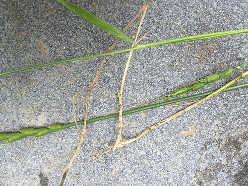 Tausch's goatgrass: Aegilops tauschii — Field observation from - Sjunik, Armenia. Collected by Andre Hosper (2016-06-16). Recorded in GBIF occurrence 4891670346 .