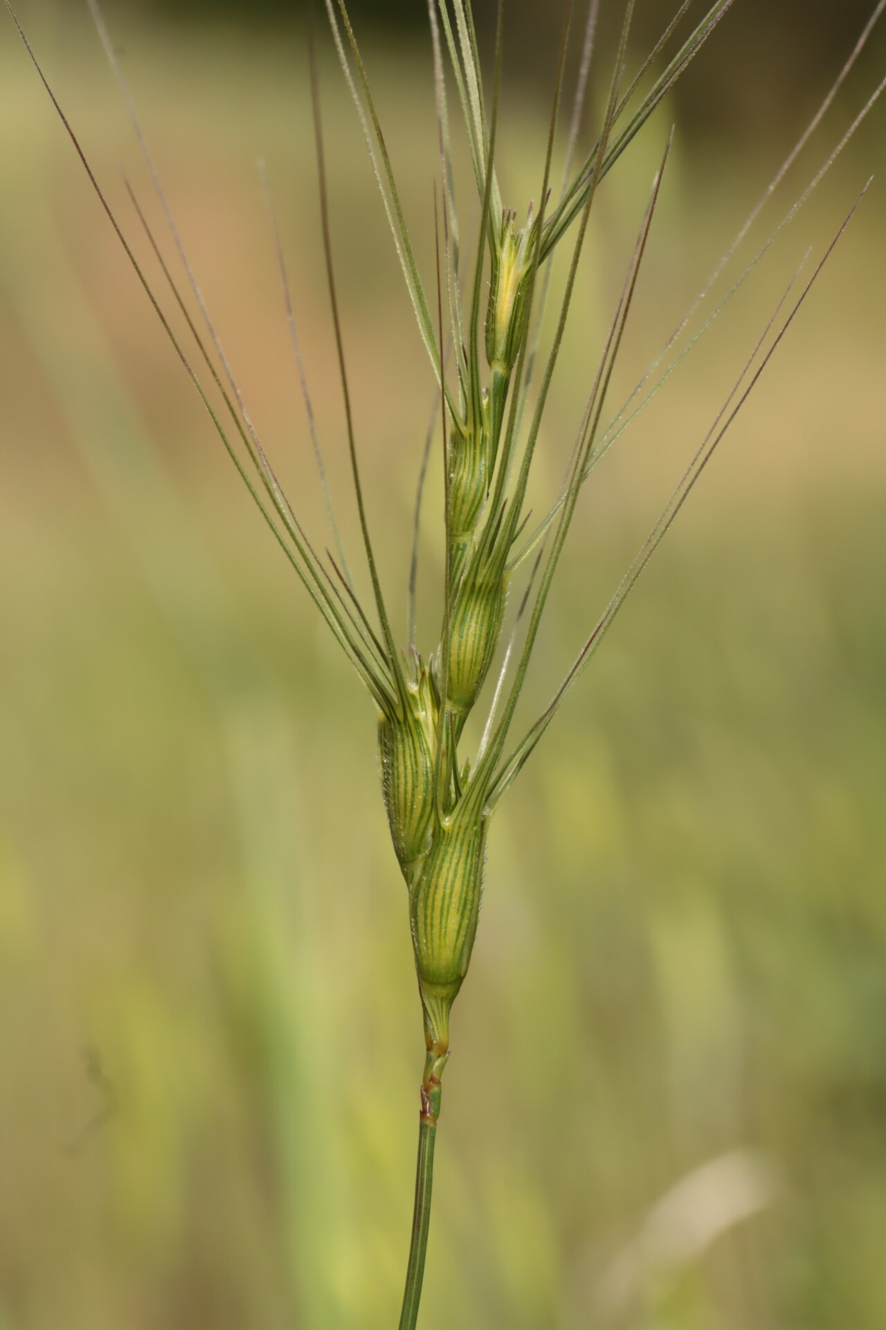 Barbed goatgrass: Aegilops triuncialis — Field observation from La Valette-du-Var, France, France. Collected by Noé Fleury Frouart (2026-05-01). Recorded in GBIF occurrence 62734