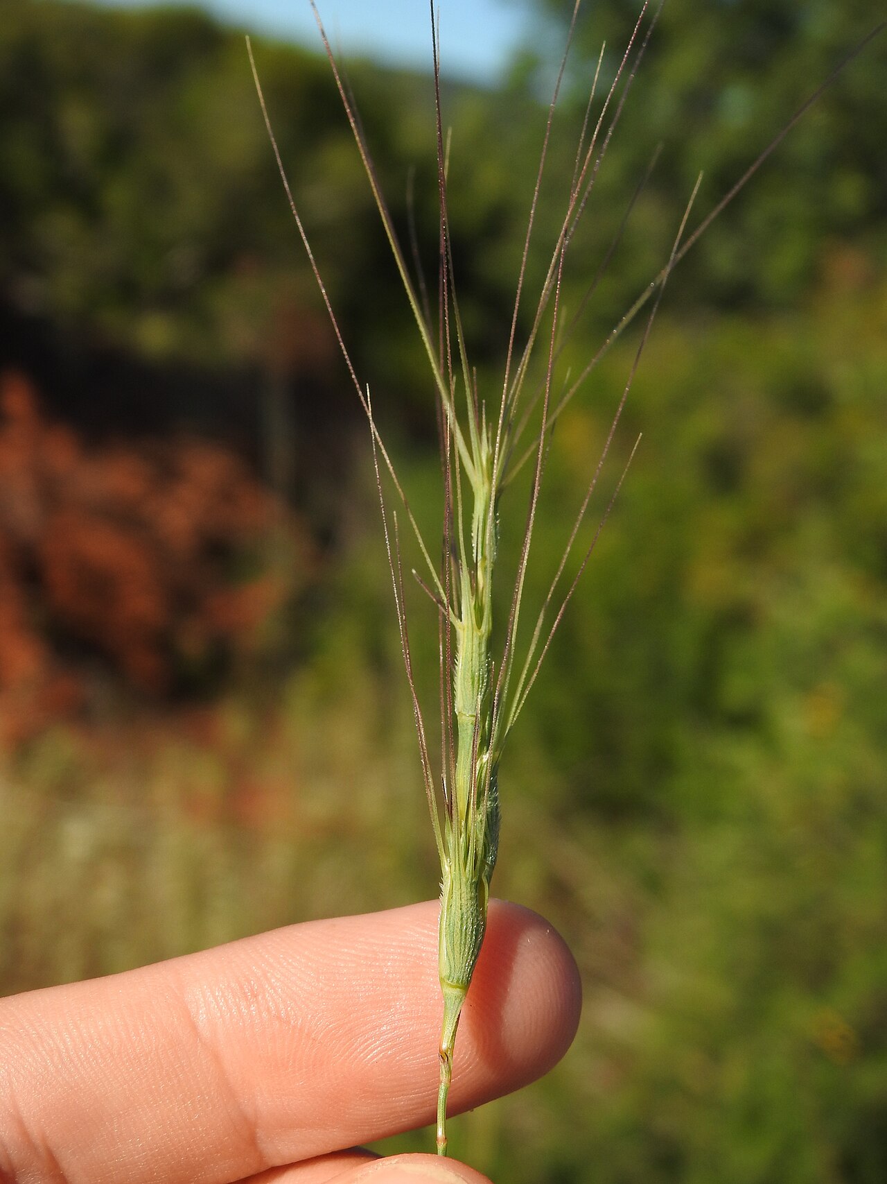 Barbed goatgrass: Aegilops triuncialis — Field observation from Tavira, Faro, Portugal, Portugal. Collected by Duarte Frade (2026-05-18). Recorded in GBIF occurrence 6334033602 .