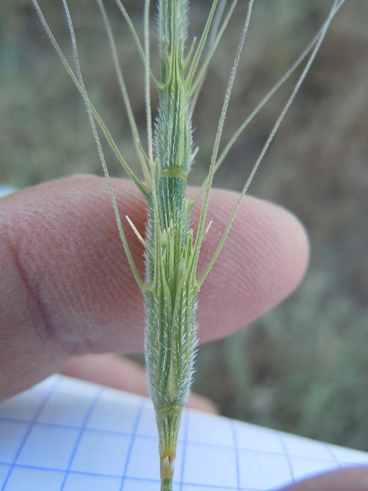 Barbed goatgrass: Aegilops triuncialis — Barbed goatgrass. An introduced European grass species in Nevada, occurs along roadsides only at the base of the Carson Range , and not i
