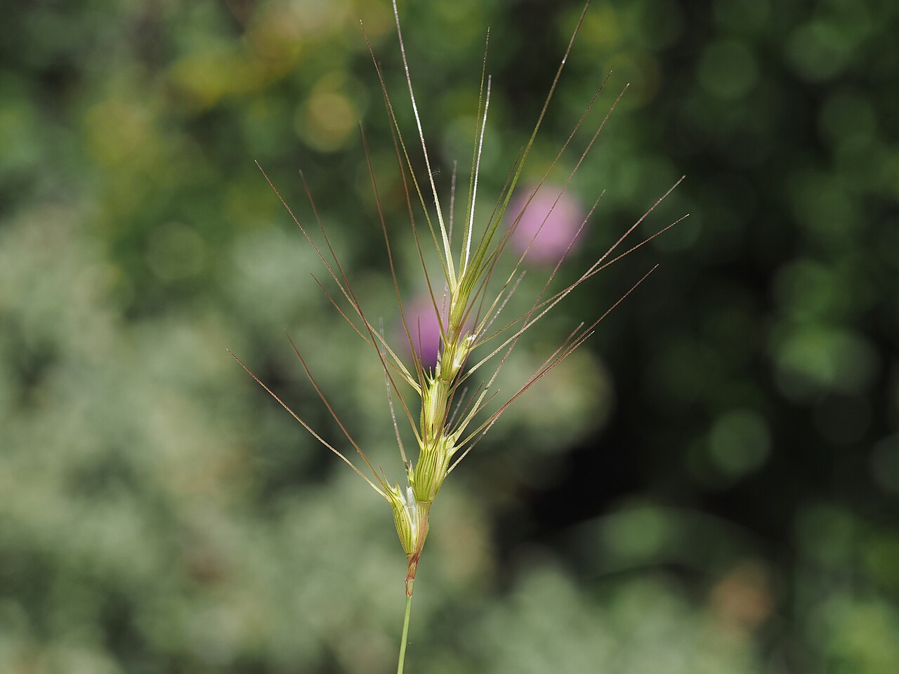 Barbed goatgrass: Aegilops triuncialis — Field observation from 13210 Saint-Rémy-de-Provence, France, France. Collected by Louis Aureglia (2026-05-16). Recorded in GBIF occurrenc