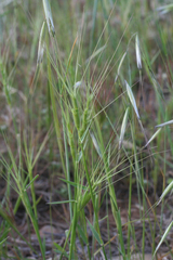 Barbed goatgrass (Aegilops triuncialis)
