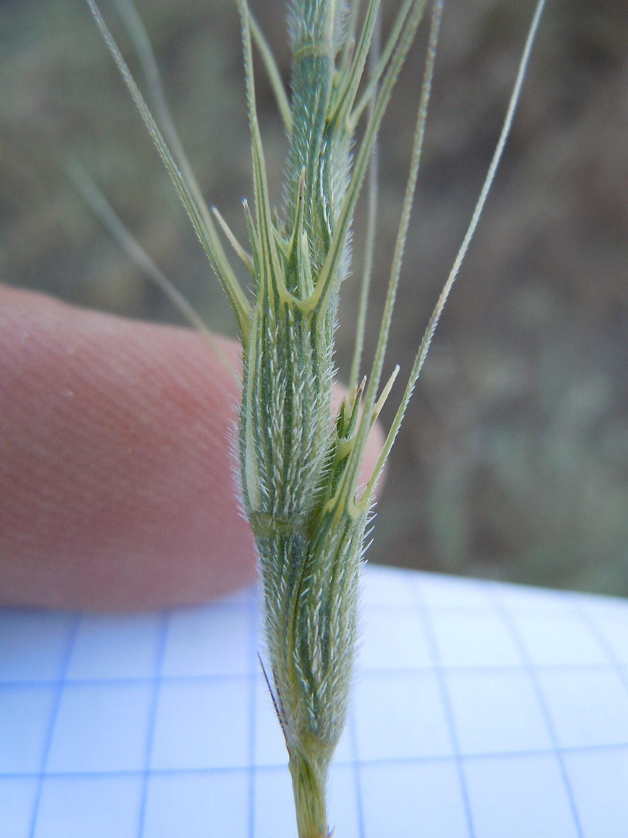 Barbed goatgrass: Aegilops triuncialis — Barbed goatgrass. An introduced European grass species in Nevada, occurs along roadsides only at the base of the Carson Range , and not i