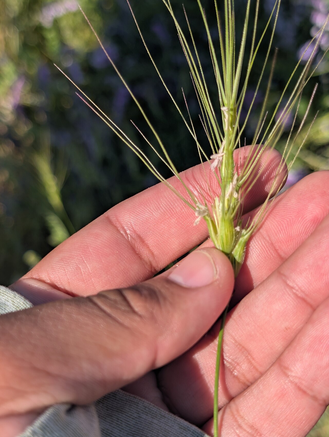 Barbed goatgrass: Aegilops triuncialis — Field observation from Rocklin, CA 95765, USA, United States of America. Collected by Ernesto Chavez-Velasco (2026-05-12). Recorded in GB