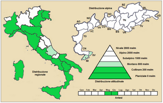 Barbed goatgrass: Aegilops triuncialis - Distribuzione in Italia