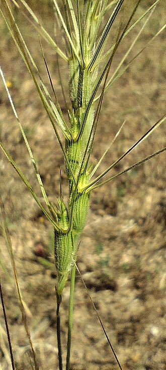 Barbed goatgrass: Aegilops triuncialis — Field observation from 41500 Alcalá de Guadaíra, Sevilla, España, Spain. Collected by Santiago Martín-Bravo (2026-05-17). Recorded in GBI