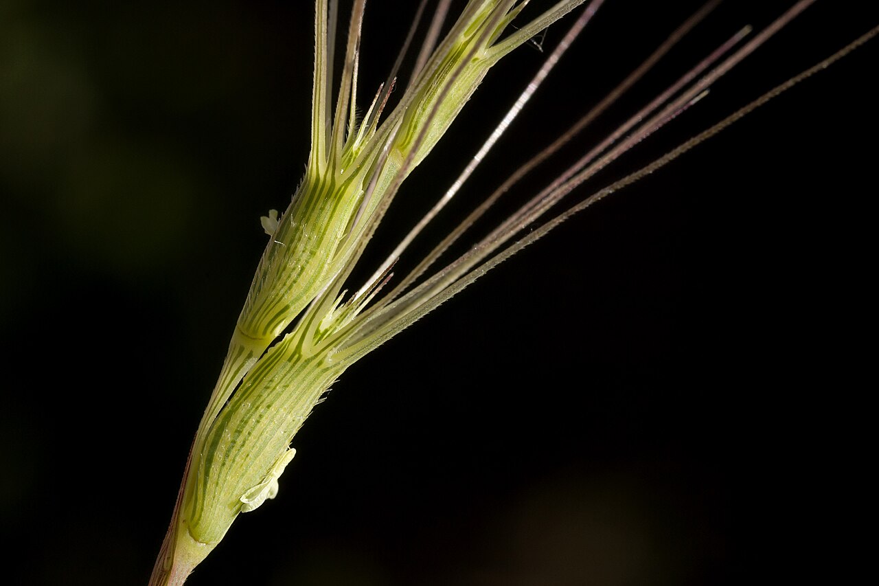 Barbed goatgrass: Aegilops triuncialis on Pine Hill, near Skinners, 38.720 -120.990, El Dorado County, California, 12 May 2015.