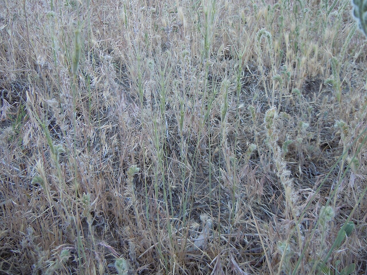 Barbed goatgrass: Aegilops triuncialis — Barbed goatgrass. An introduced European grass species in Nevada, occurs along roadsides only at the base of the Carson Range , and not i