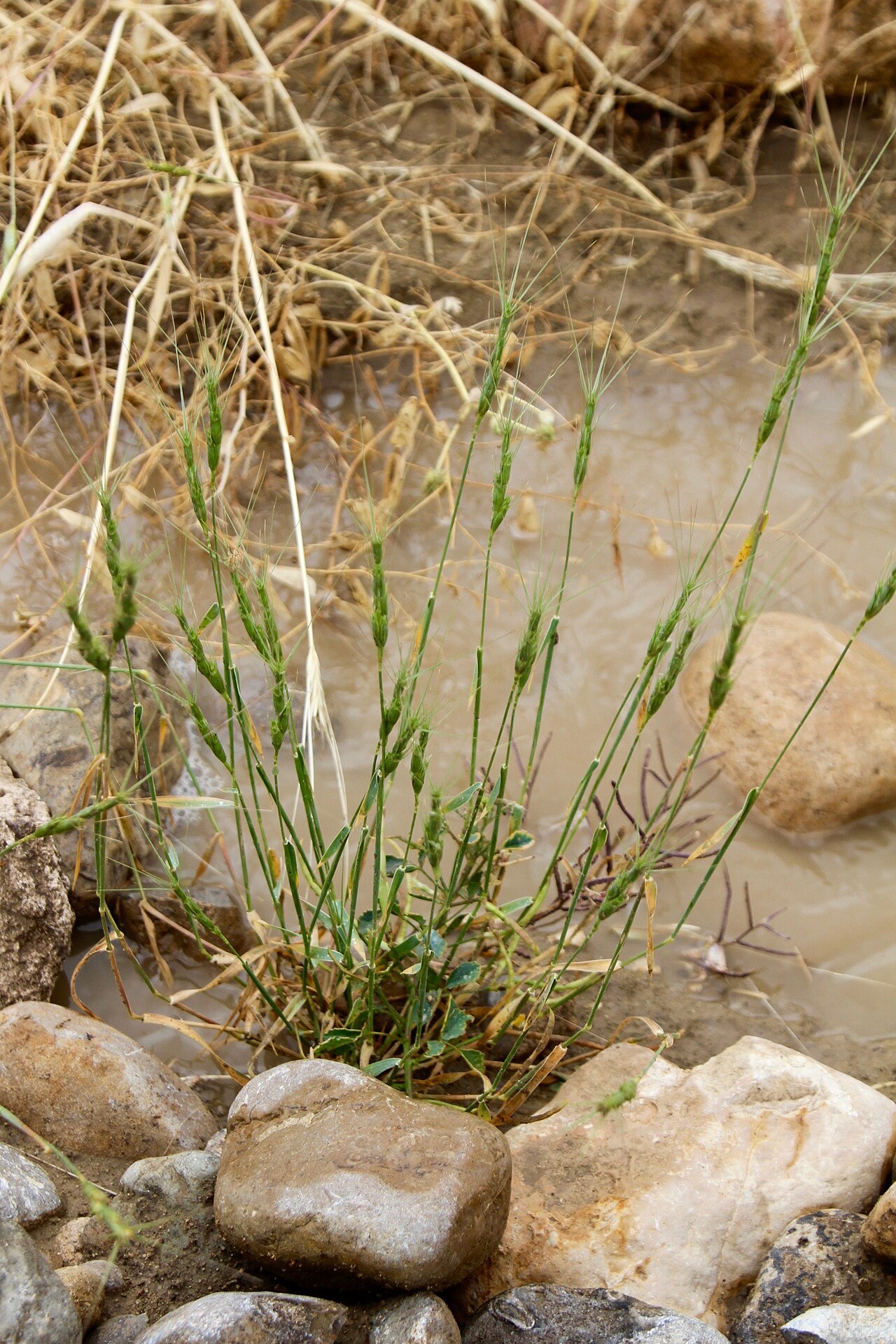 Barbed goatgrass: Uzbekistan, South to Shahrisabz.