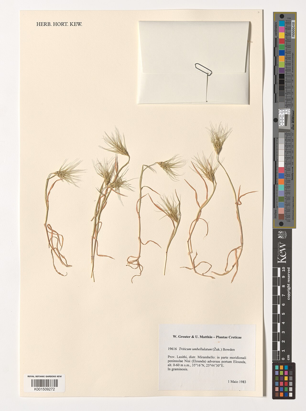 Goatgrass: Aegilops umbellulata — Herbarium specimen from Lasithi, distr. Mirambello, in parte meridionali peninsulae Nisi (Elounda) adversus portum Elounda, Greece. Habit