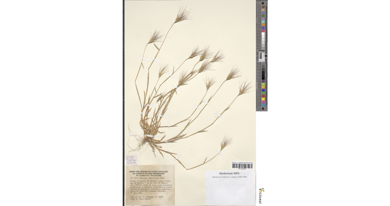 Goatgrass: A herbarium sheet of Aegilops umbellulata from Herbarium of Université de Montpellier 2, Institut de Botanique, catalogue number MPU324343.