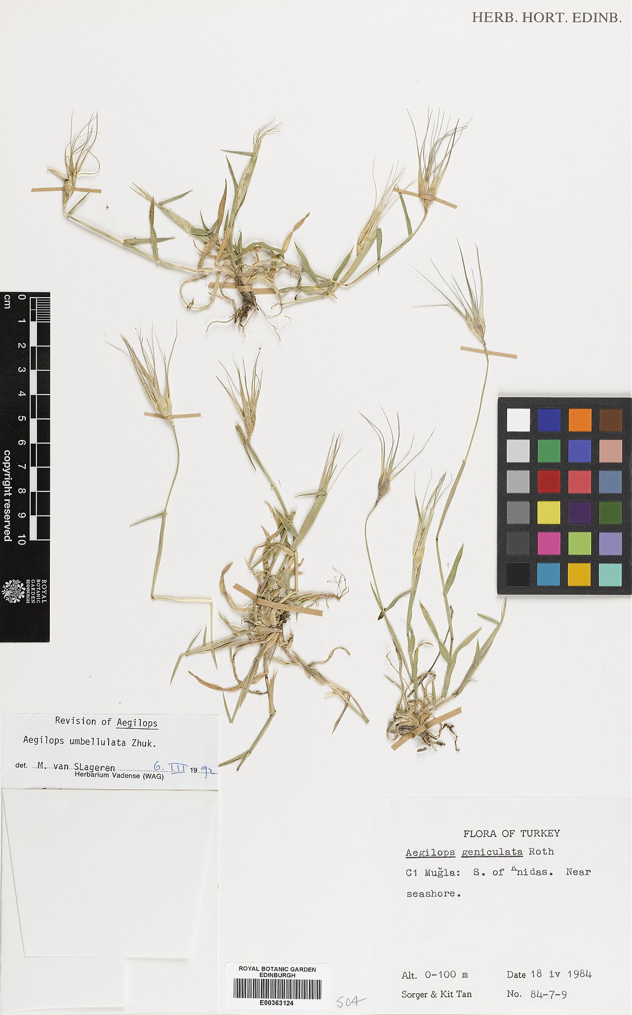 Goatgrass: Aegilops umbellulata — Herbarium specimen from Turkey, Mugla, C1 Mugla, S of Knidas., Türkiye. Habitat: Near seashore. Collected by Tan, Kit & Sorger, Friderike