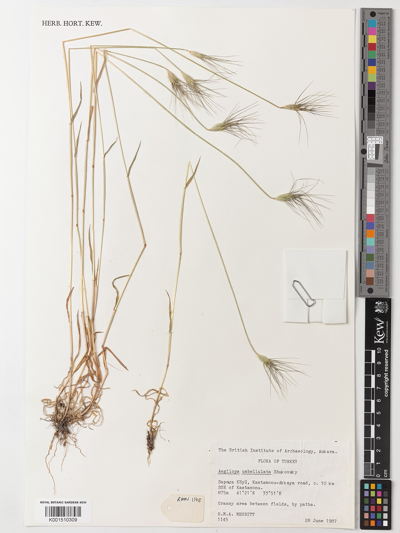 Goatgrass: Aegilops umbellulata — Herbarium specimen from Sapaca Koyu, Kastamonu-Akkaya road, c. 10km SSE of Kastamonu, Türkiye. Habitat: Grassy area between fields, by pa
