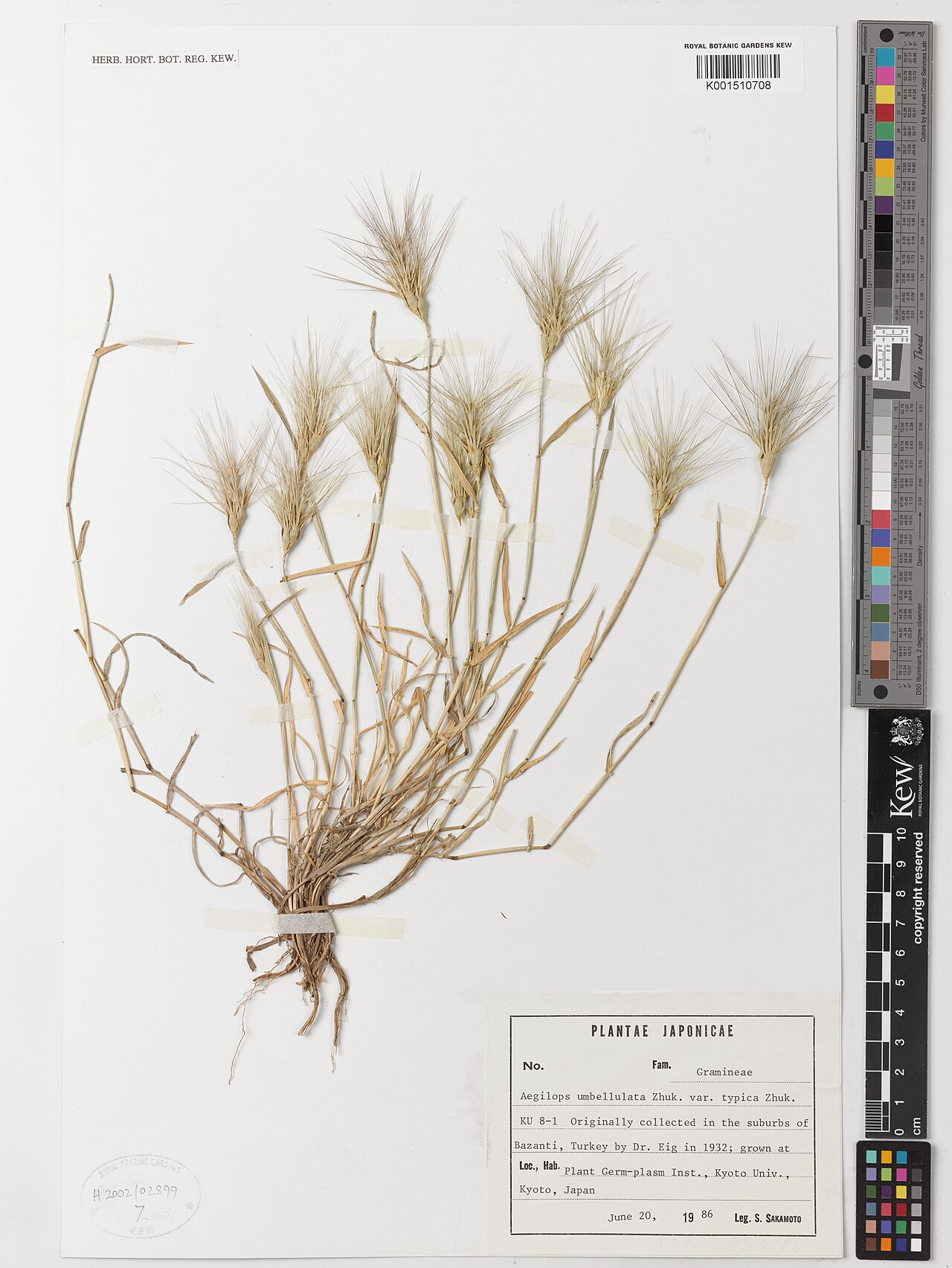 Goatgrass: Aegilops umbellulata — Herbarium specimen from Bazanti, Türkiye. Collected by Sakamoto, S. (1986-06-20). Recorded in GBIF occurrence 5888763478 .