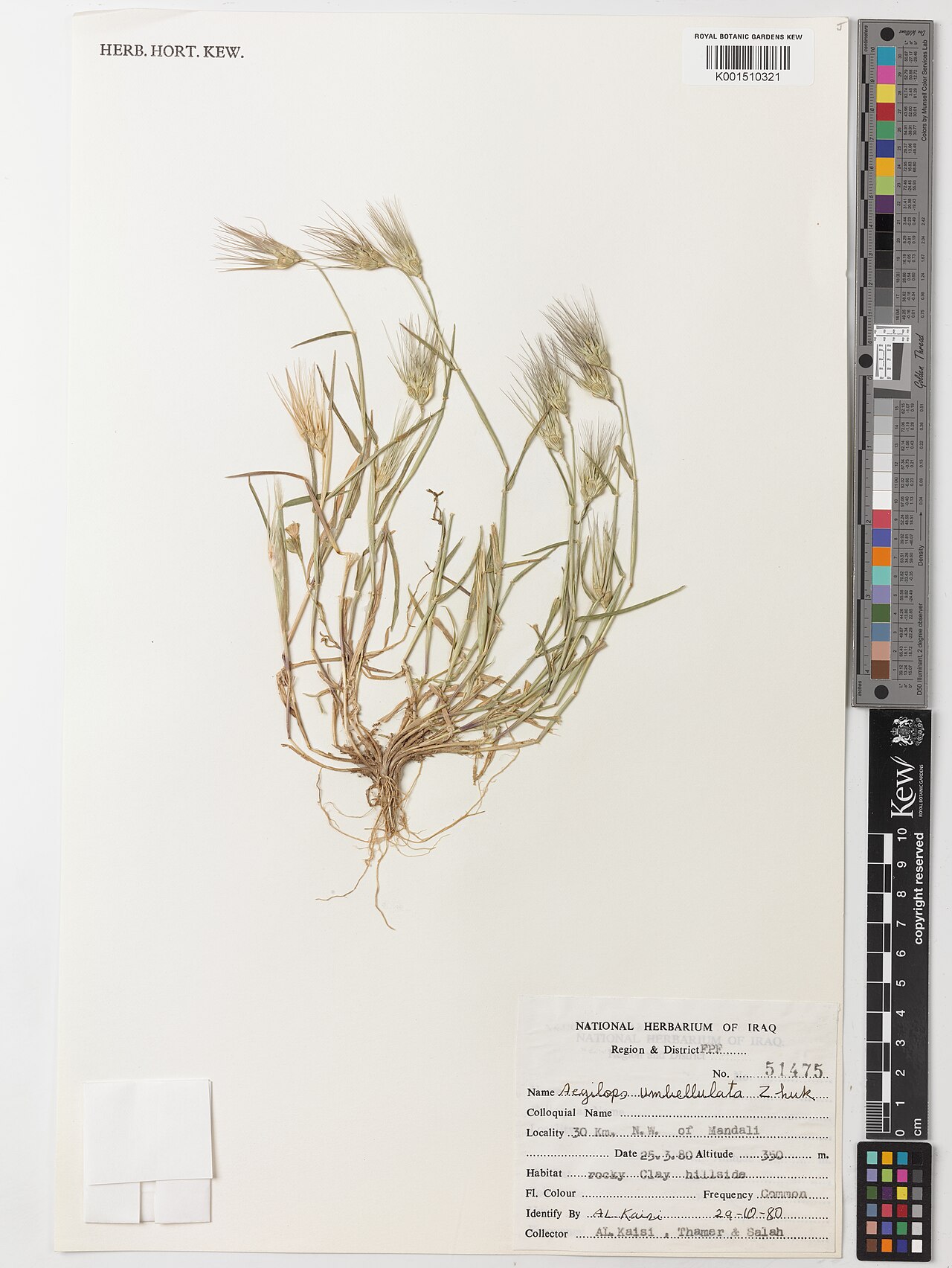 Goatgrass: Aegilops umbellulata — Herbarium specimen from 30 Km. N.W. of Mandali., Iraq. Habitat: rocky Clay hillside. Collected by Al-Kaisi; Thamer; Salah (1980-03-25). R