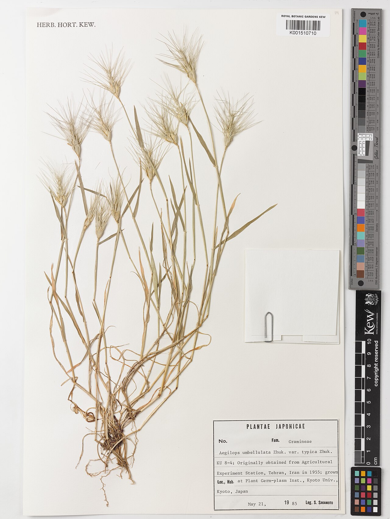 Goatgrass: Aegilops umbellulata — Herbarium specimen from Originally obtained from Agricultural Experiment Station, Tehran, Iran., Iran. Collected by Sakamoto, S. (1985-01