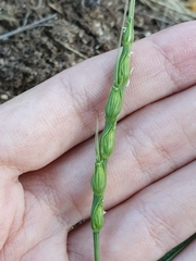 Goatgrass (Aegilops ventricosa)
