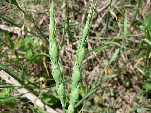 Goatgrass: Aegilops ventricosa Tausch[Dét. : Mathieu MENAND] Localisation Servian