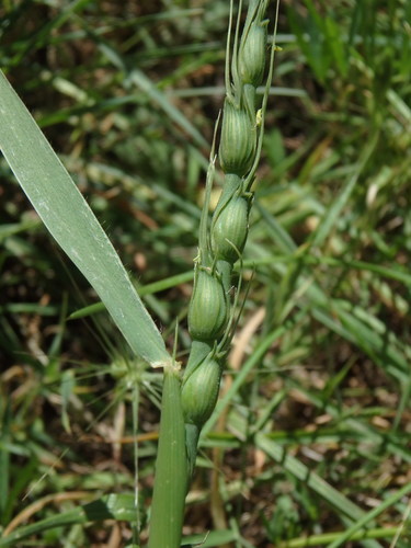Goatgrass (Aegilops ventricosa)