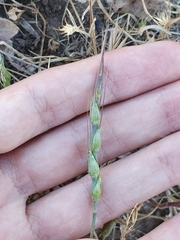 Goatgrass (Aegilops ventricosa)