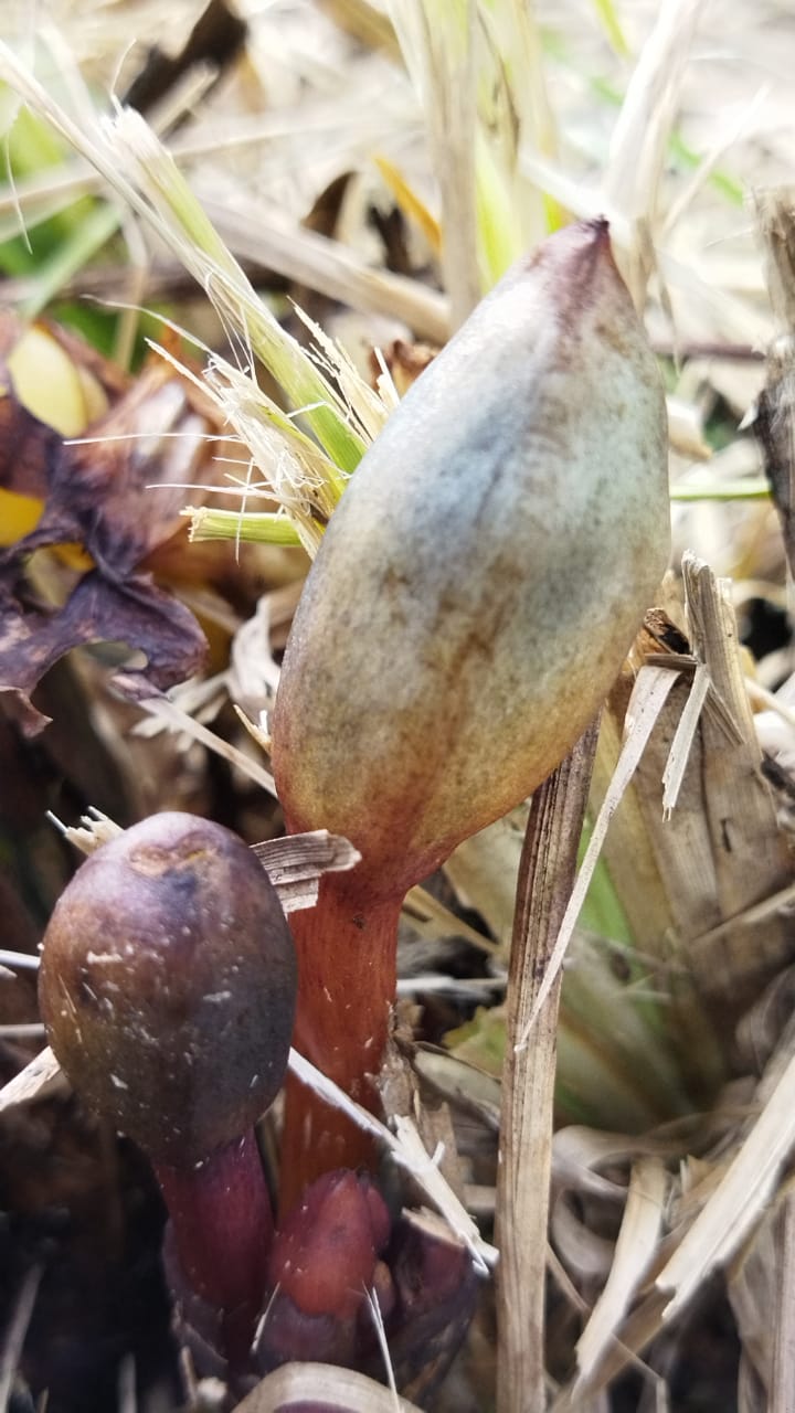 Aeginetia acaulis: Photo by Theruvamala, Udayagiri