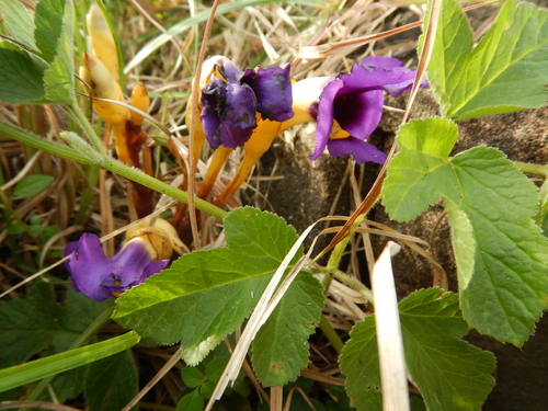 Aeginetia acaulis (Aeginetia acaulis)