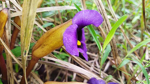 Aeginetia acaulis: western ghats