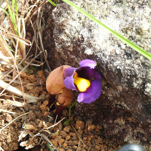 Aeginetia acaulis (Aeginetia acaulis)