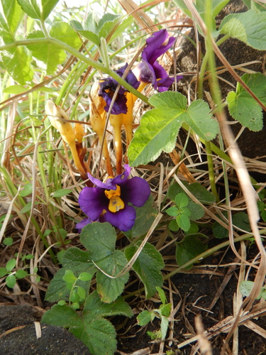 Aeginetia acaulis (Aeginetia acaulis)