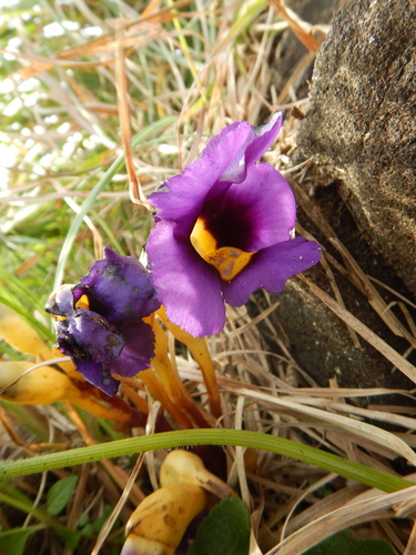 Aeginetia acaulis (Aeginetia acaulis)