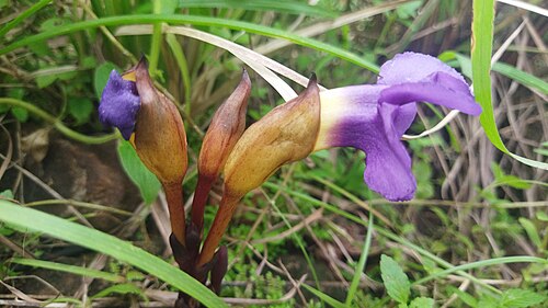 Aeginetia acaulis: orobanchaceae