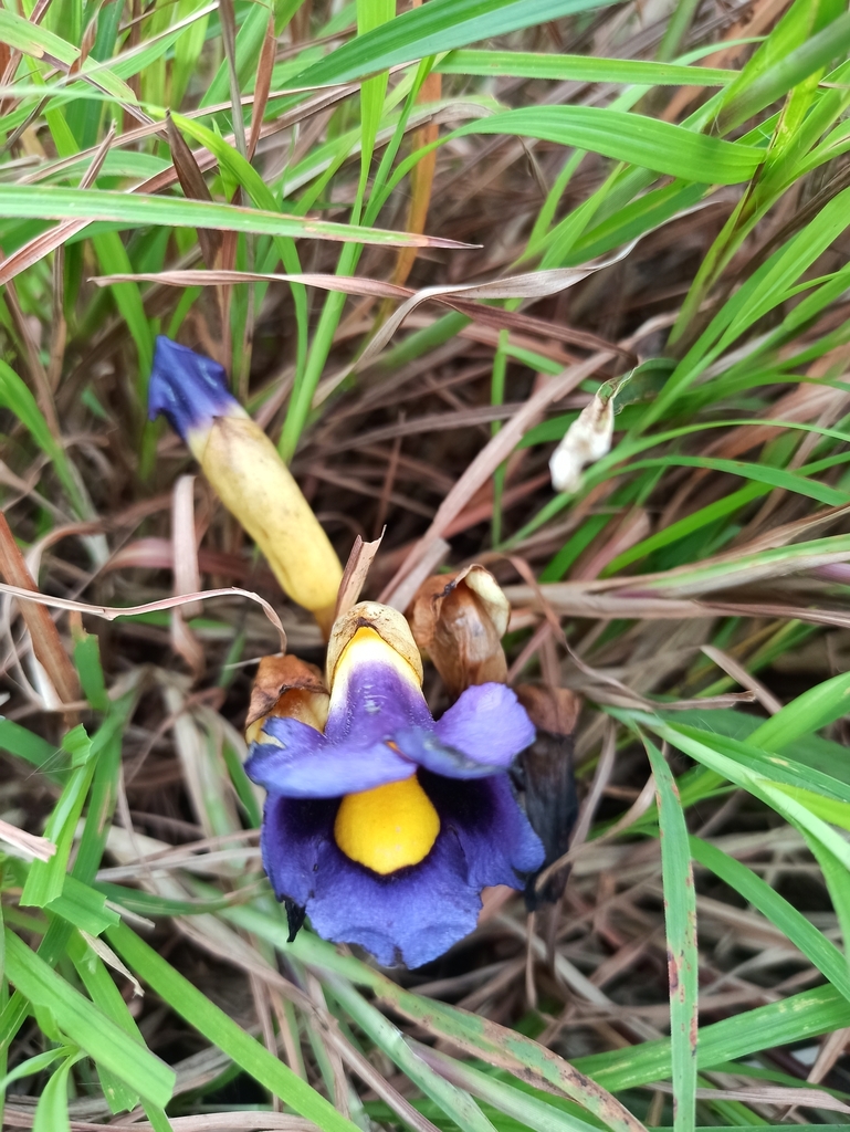 Aeginetia acaulis (Aeginetia acaulis)