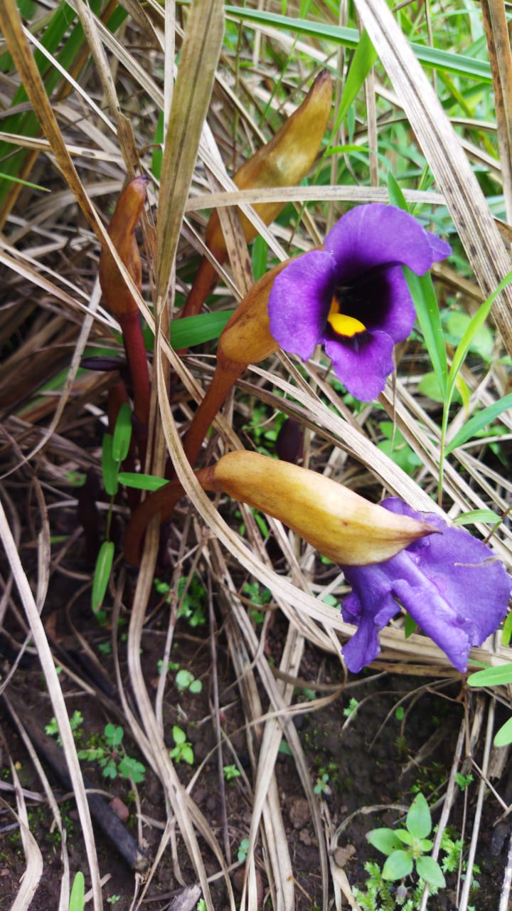 Aeginetia acaulis: Photo by Theruvamala, Udayagiri