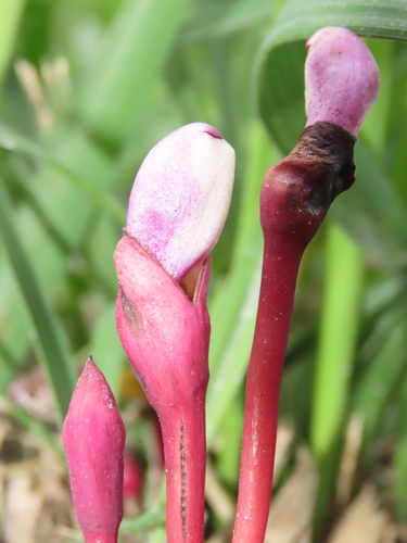 Ye gu (Aeginetia indica)