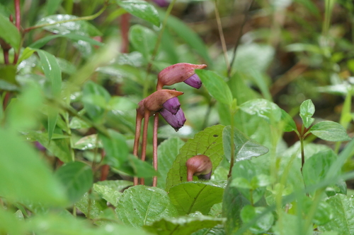 Ye gu (Aeginetia indica)