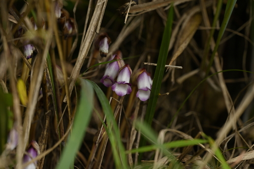 Ye gu (Aeginetia indica)
