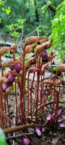 Ye gu (Aeginetia indica)