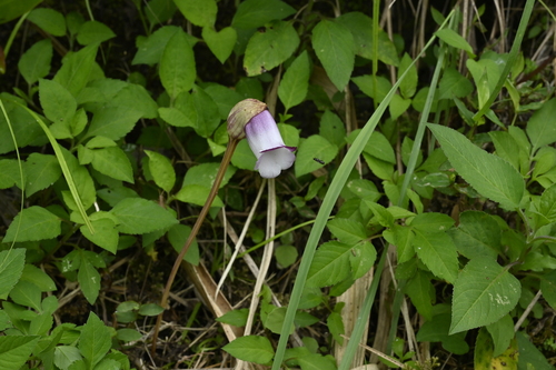 Ye gu (Aeginetia indica)