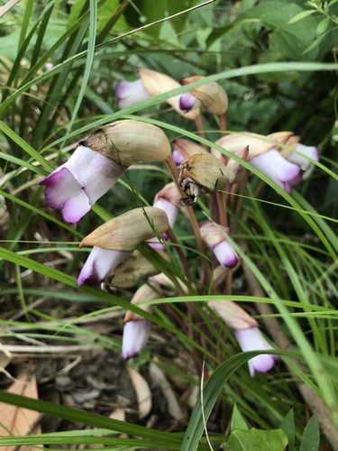 Ye gu (Aeginetia indica)