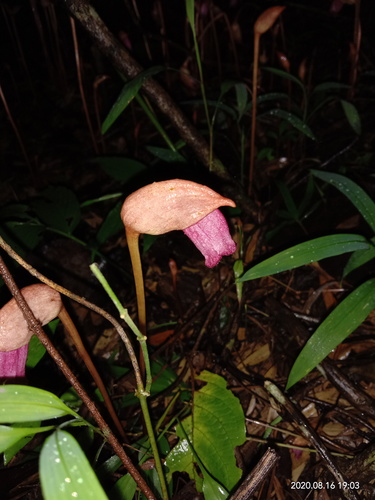 Ye gu (Aeginetia indica)
