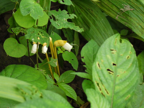 Ye gu (Aeginetia indica)