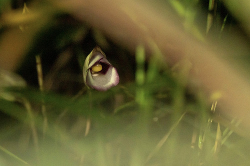Ye gu (Aeginetia indica)