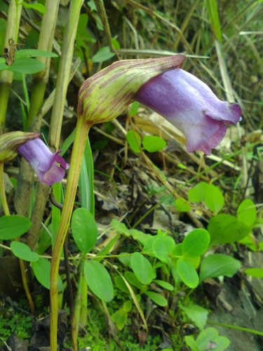 Ye gu (Aeginetia indica)