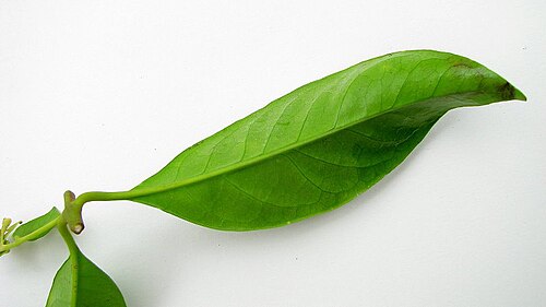 Aegiphila fluminensis: Aegiphila fluminensis Vell.