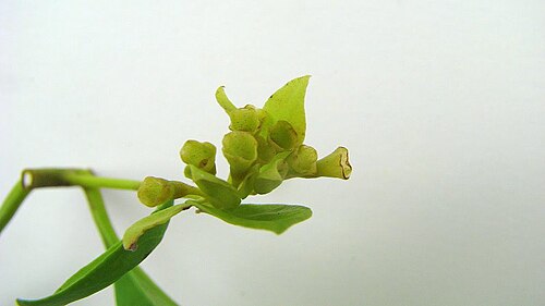 Aegiphila fluminensis: Aegiphila fluminensis Vell.