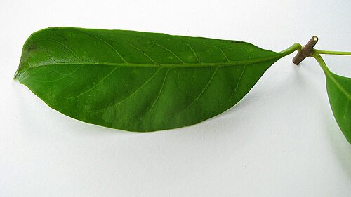 Aegiphila fluminensis: Aegiphila fluminensis Vell.