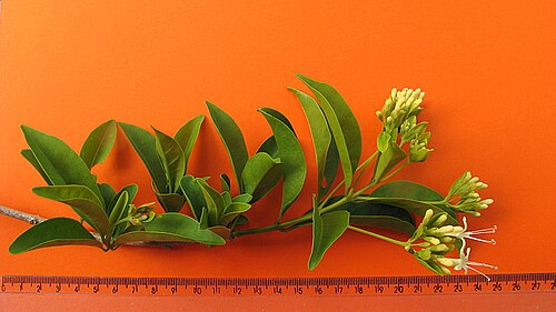 Aegiphila fluminensis: Aegiphila fluminensis Vell.