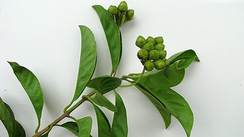 Aegiphila fluminensis: Aegiphila fluminensis Vell.