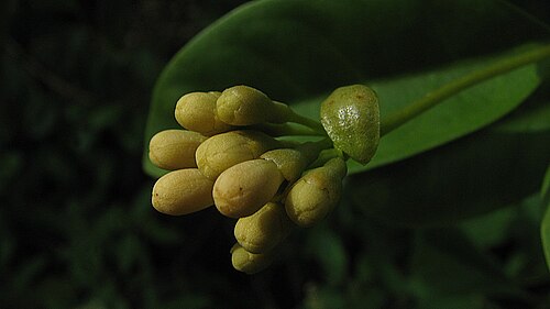 Aegiphila fluminensis: Aegiphila fluminensis Vell.